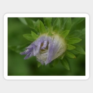 Purple flower with rain drops Sticker